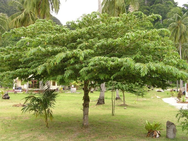 Jamaican Cherry aka Strawberry Tree Muntingia calabura ~ Rooted Starter Plant