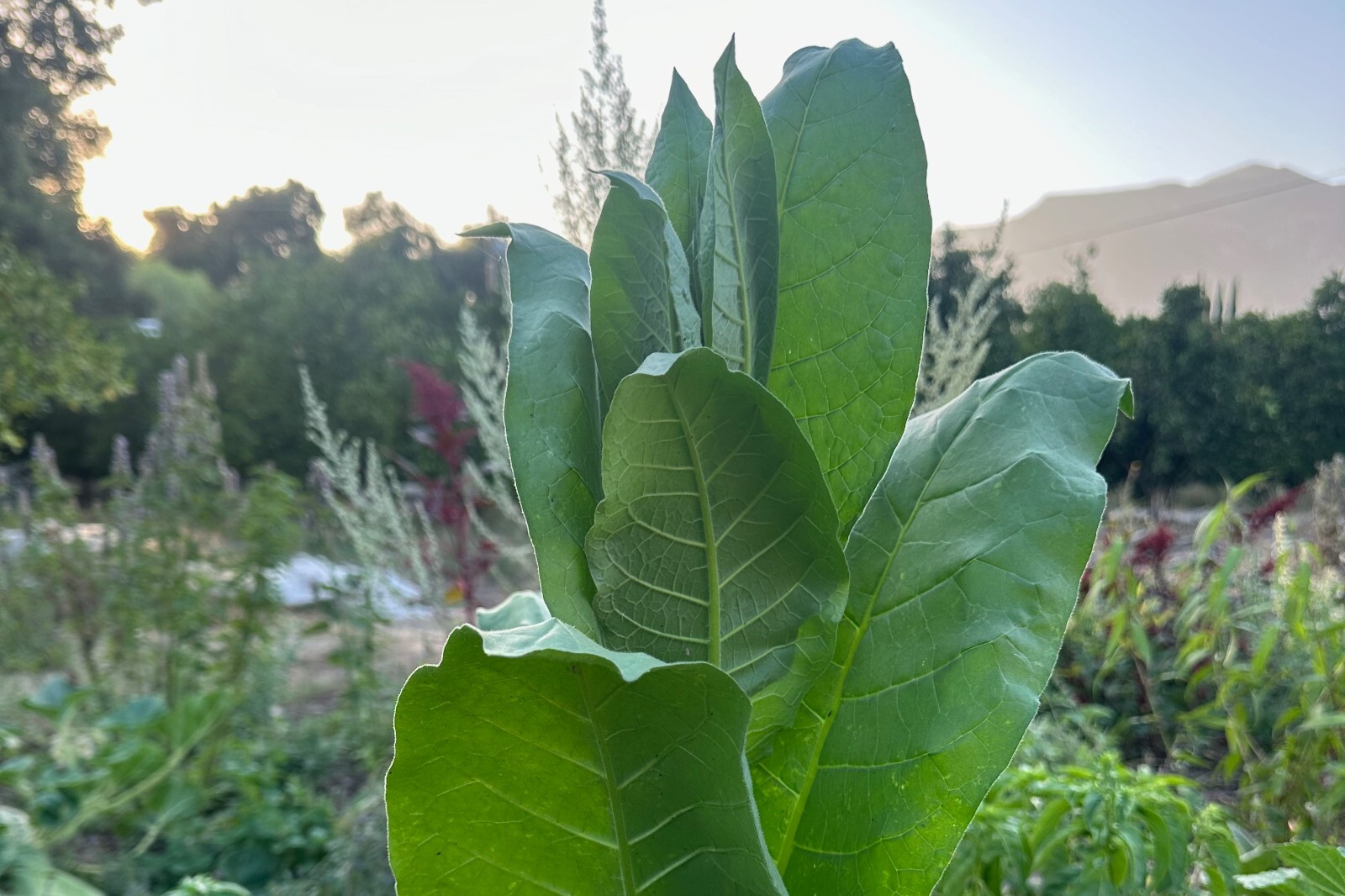 Shirazi Tobacco Seeds: Persian Heirloom USDA Certified Organic USA Grown Non-GMO