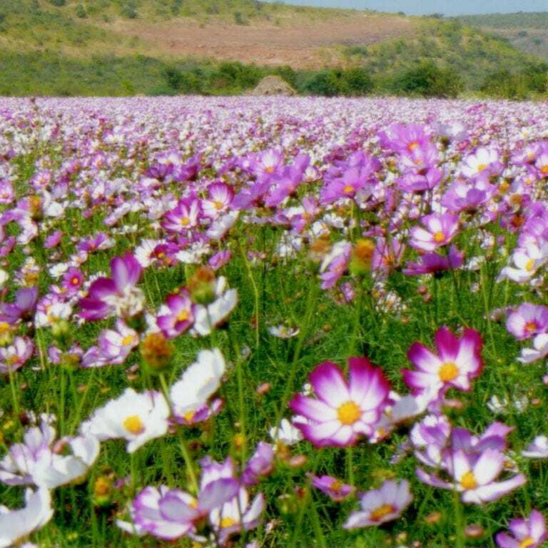 Cosmos PICOTEE Sensation Striped Edges Red & White Flowers Non-GMO 200 Seeds!