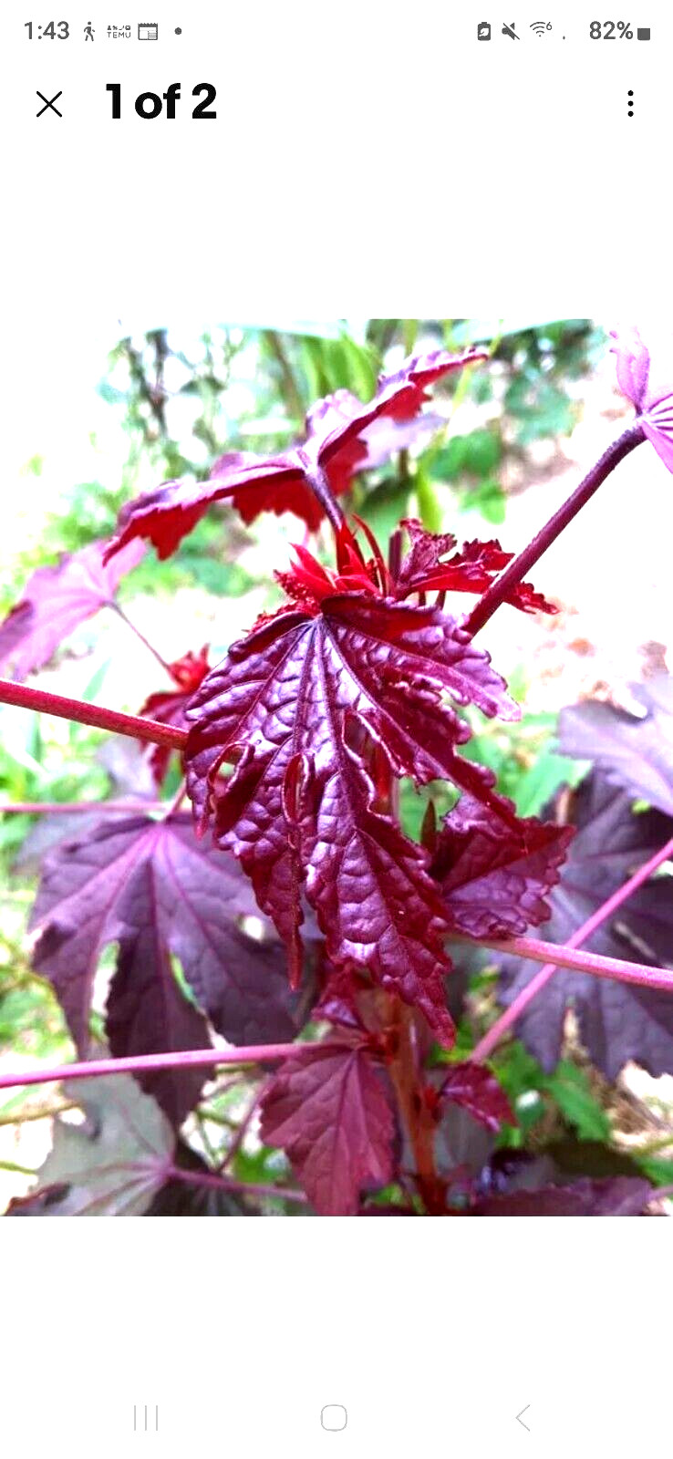 2 Cranberry Maple Leaf Hibiscus PLANTS 红枫叶芙蓉 Bare root dormant EZ Grow Hawaiian