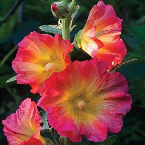 25 Pink Orange Hollyhock Seeds Perennial Flowers Flower Bloom Seed 325 US SELLER