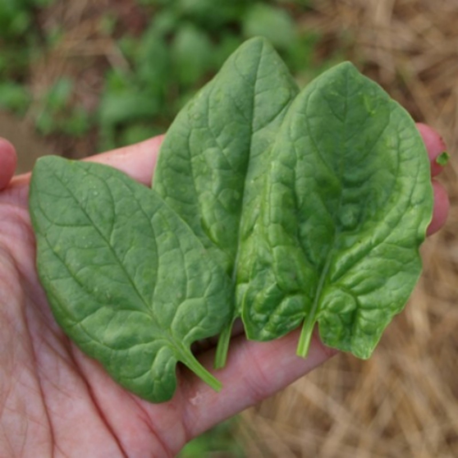 Monstrueux de Viroflay- Heirloom Spinach Seeds- 200+ 2021 Seeds
