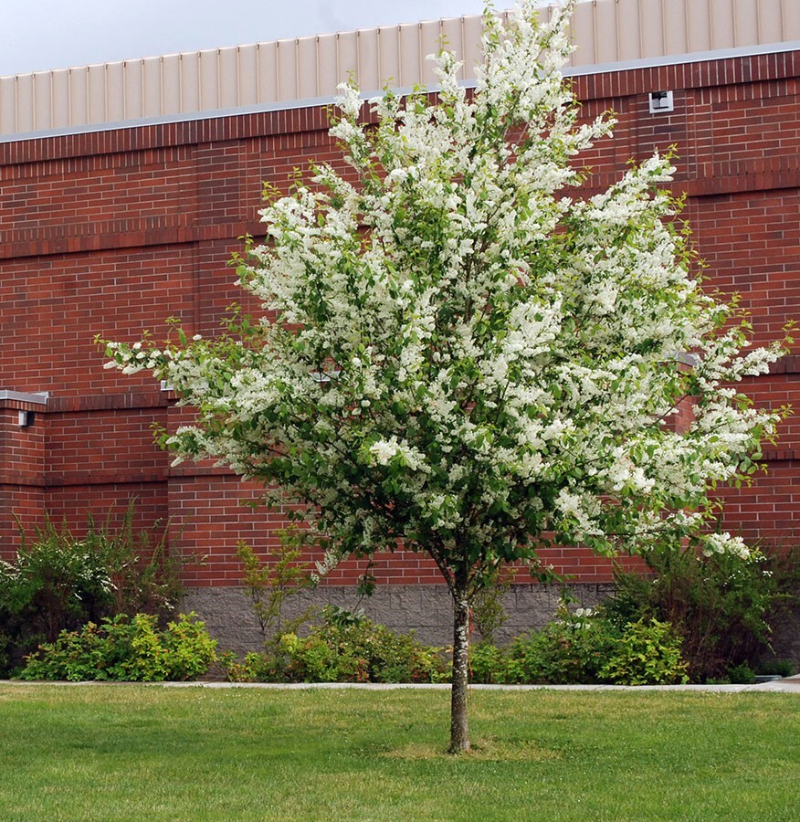 European Black Cherry Tree | Premium Seeds | Prunus padus ‘Fall’ | Plants’®