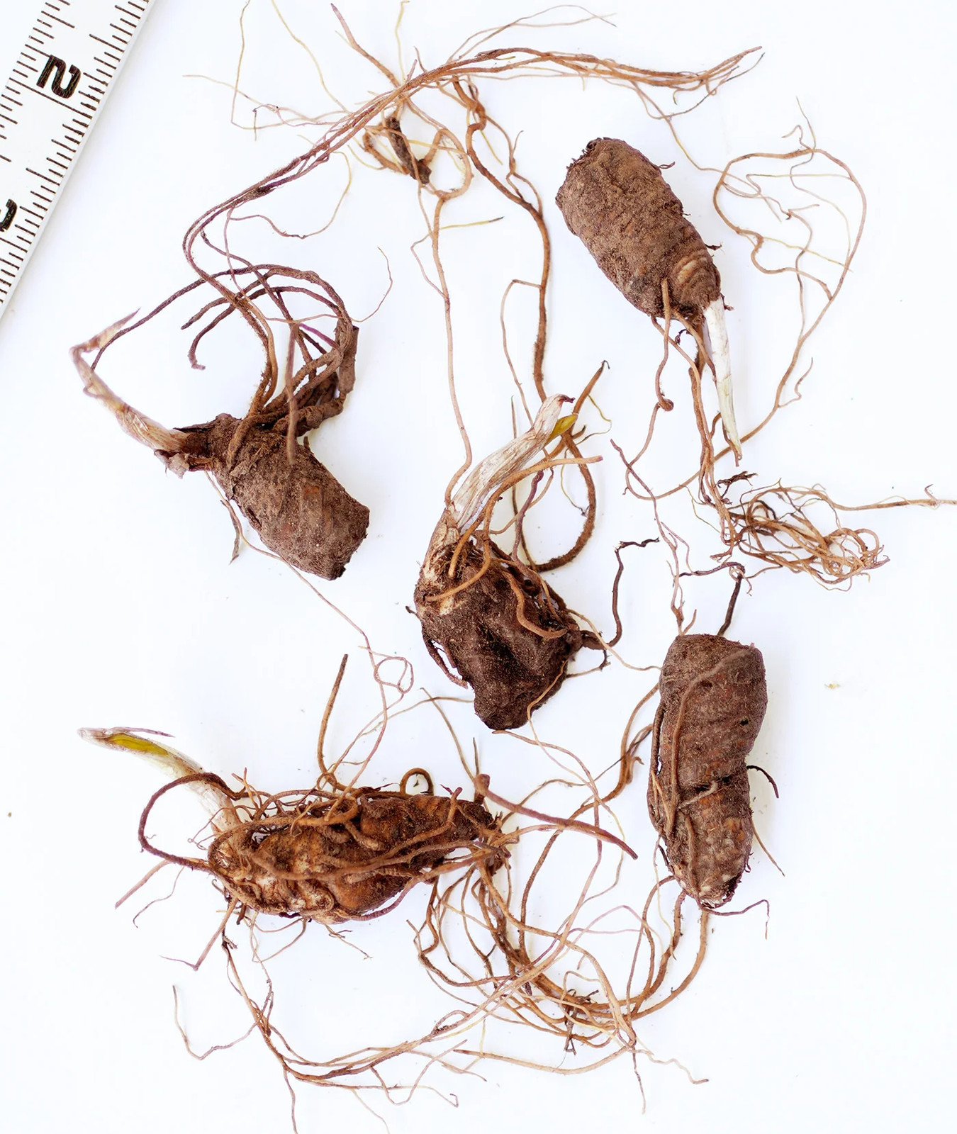 Red Toad Trillium (Wood Lily) – 5 Root Divisions