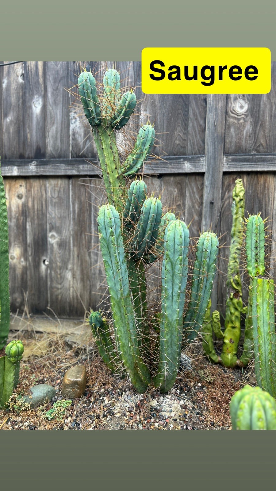 THE FULL PACK! UNIQUE AND RARE T.ECHINOPSIS HYBRIDS.