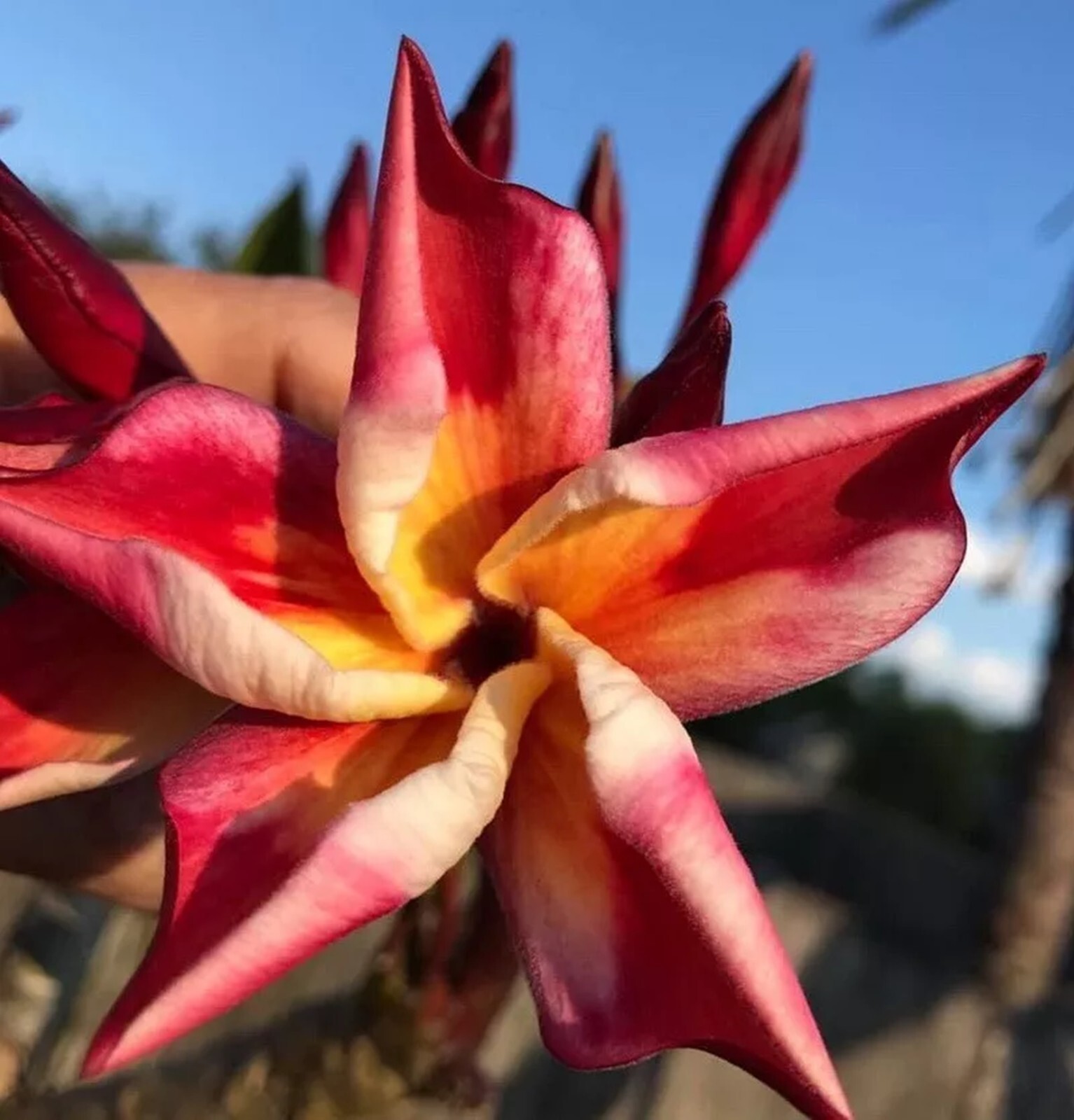 10 Bright Orange Pink Plumeria Seeds Perennial Flowers Frangipani US SELLER