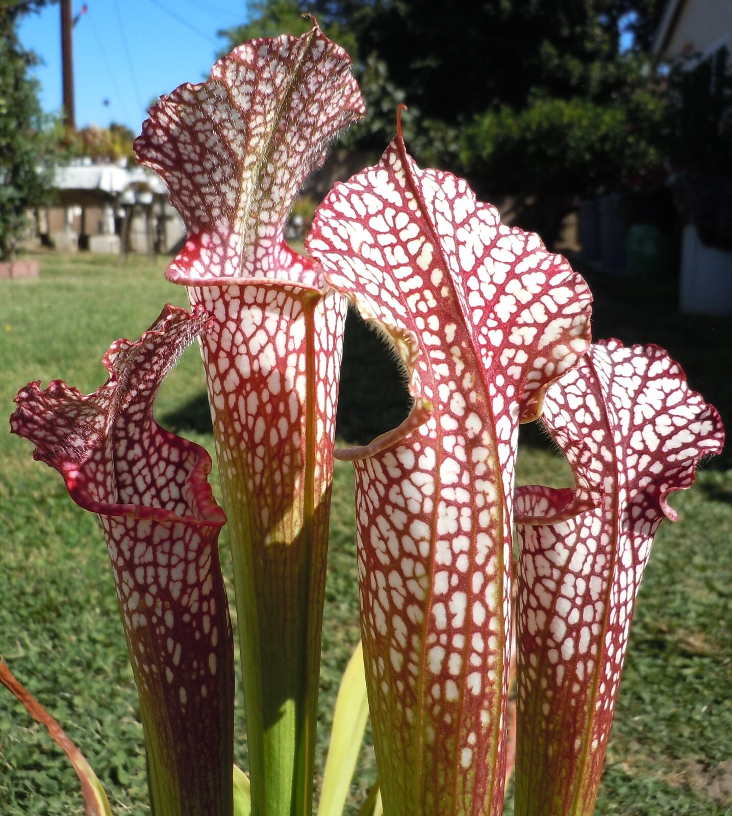 Live Carnivorous Plants – Sarracenia Leucophylla, HBG (small size)
