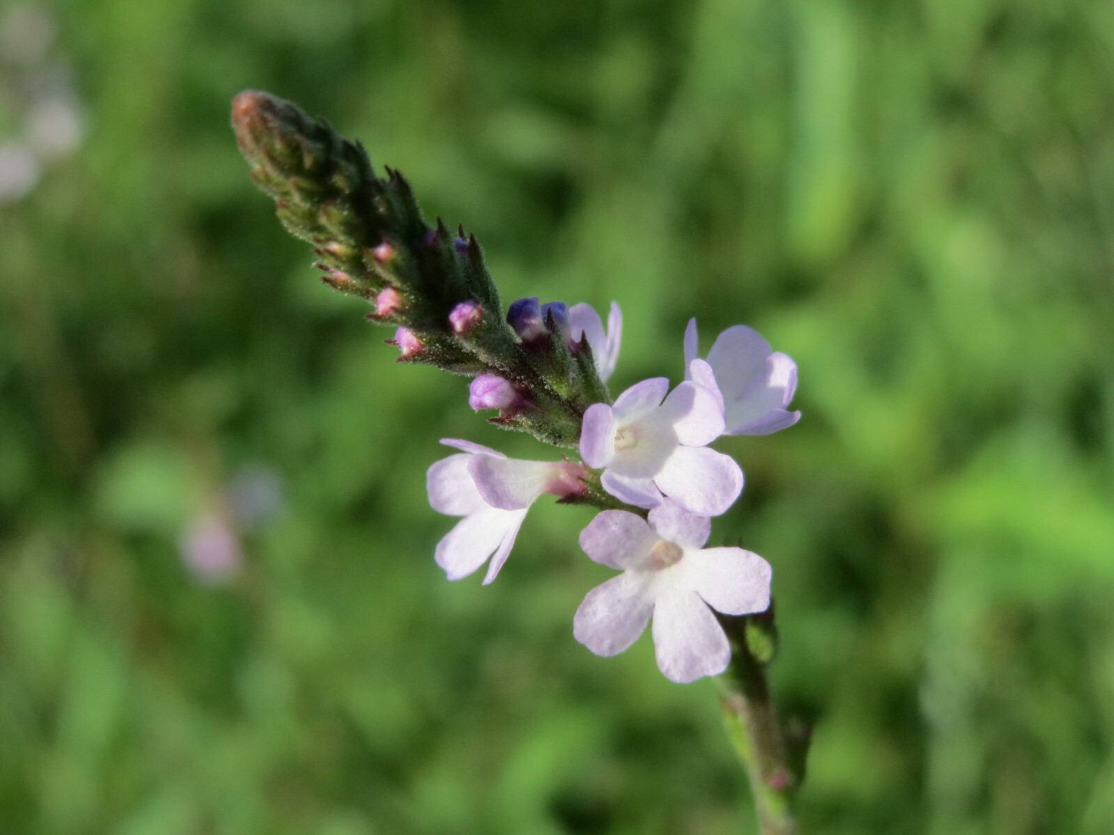 100 True Vervain Seeds – Verbena officinalis – Medicinal Herb and Lovely Flower!