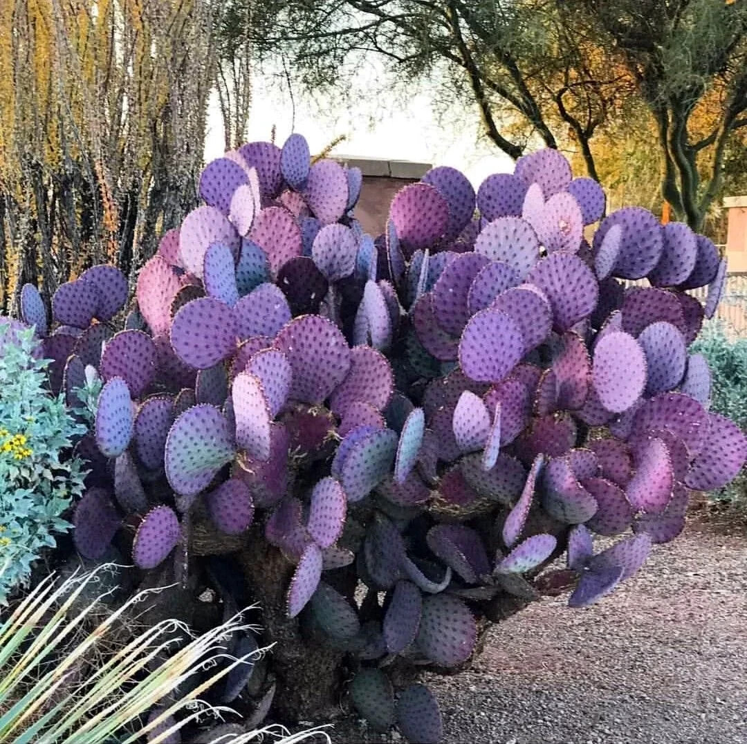 10 Purple Cactus (Opuntia santarita) Prickly Pear Fruit Rare, Fast, Hardy-Zone 7