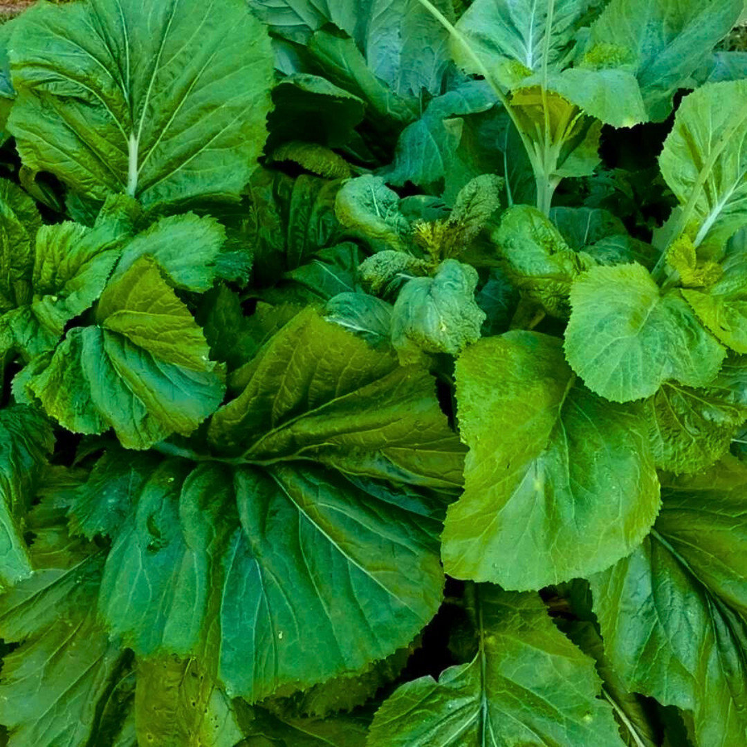 Fresh Florida Broadleaf Mustard Green Seeds | Heirloom Non-GMO | Vegetable seeds