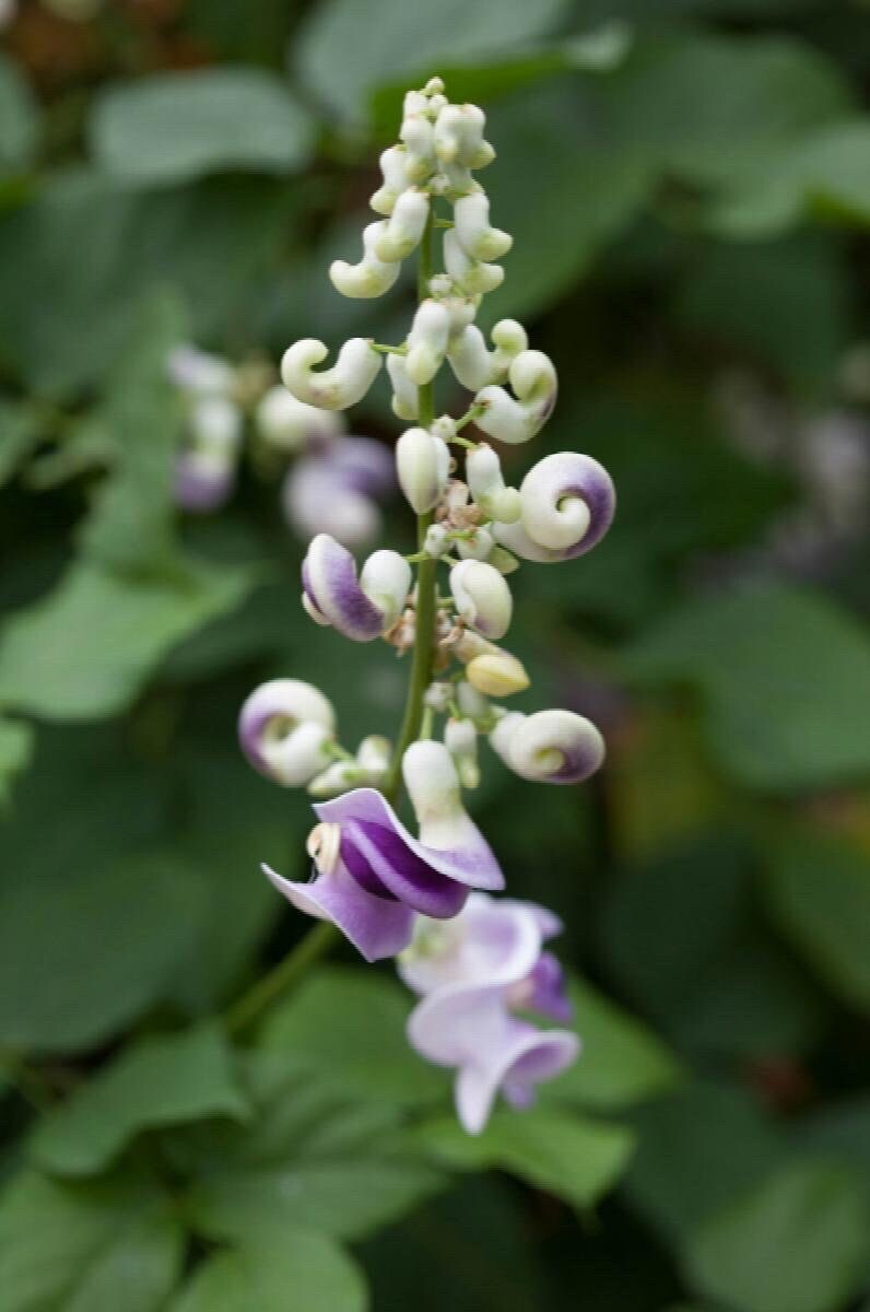Snail Vine Seeds ~ Vigna Caracalla ~ Fragrant ~ Garden ~ Exotic ~ Unique ~