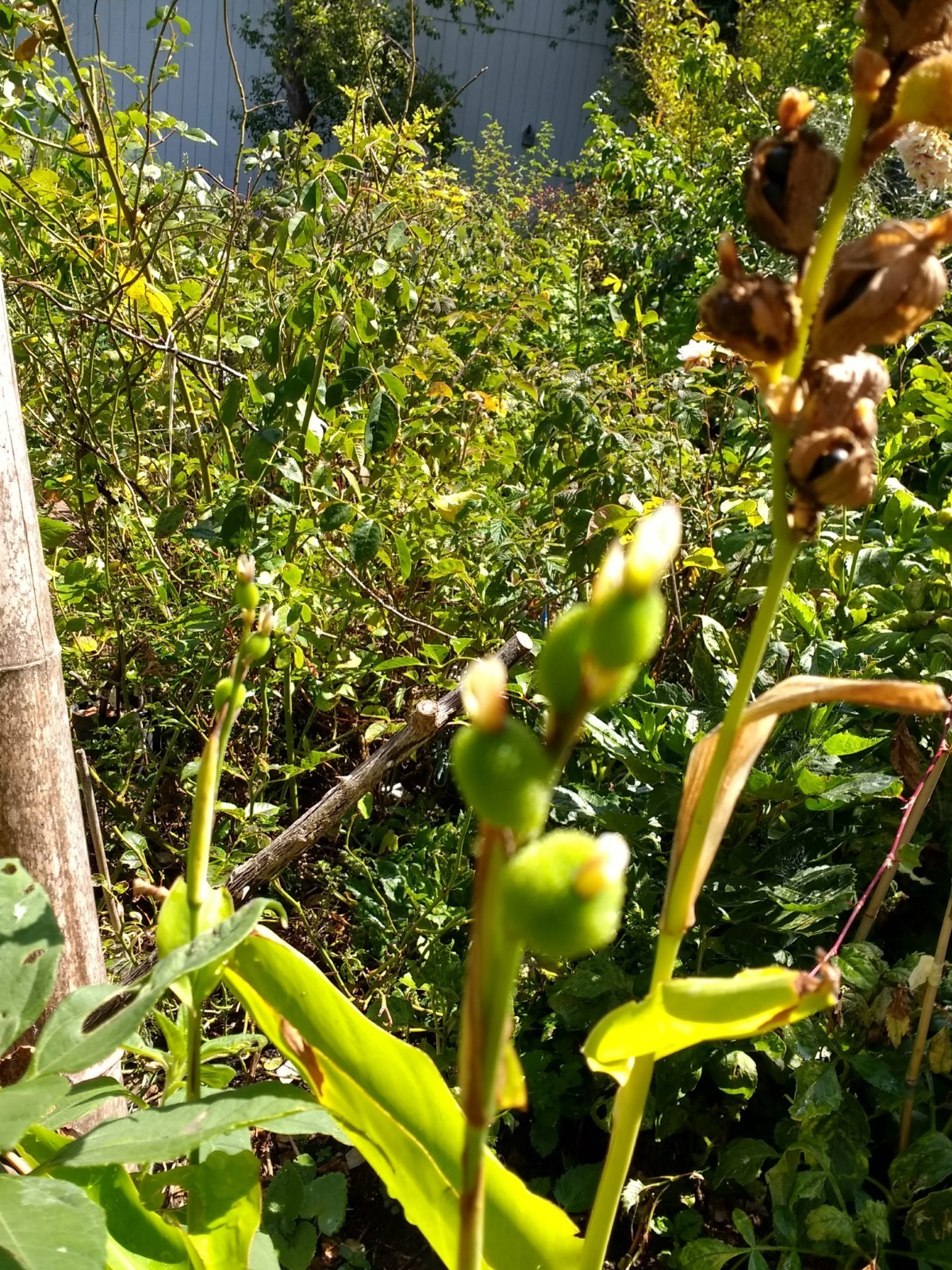 Canna indica Purpurea (Canna Lily, Indian Shot) seeds