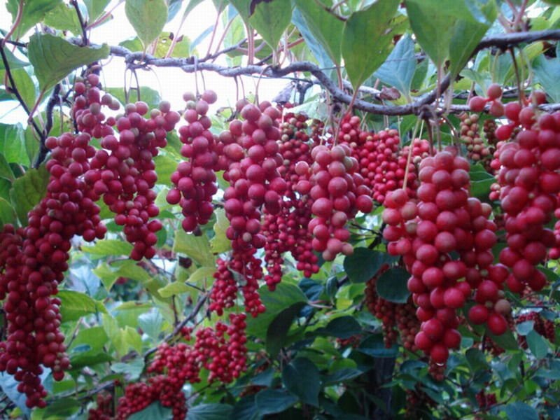 Chinese Magnolia, Schisandra chinensis, Vine Seeds