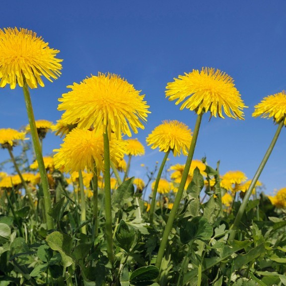 4000+ Dandelion Seeds for Planting – Heirloom Non-GMO Taraxacum Officinale Seeds