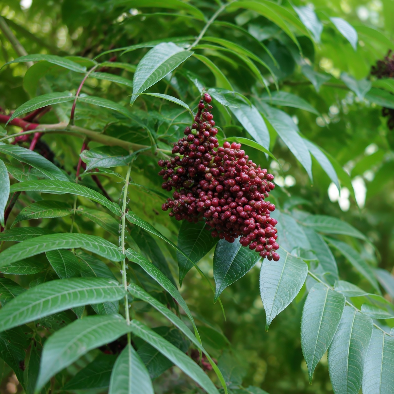 1500 Winged Sumac Seeds (Rhus copallinum) Flameleaf/Dwarf Sumac – Zones 4-9 US