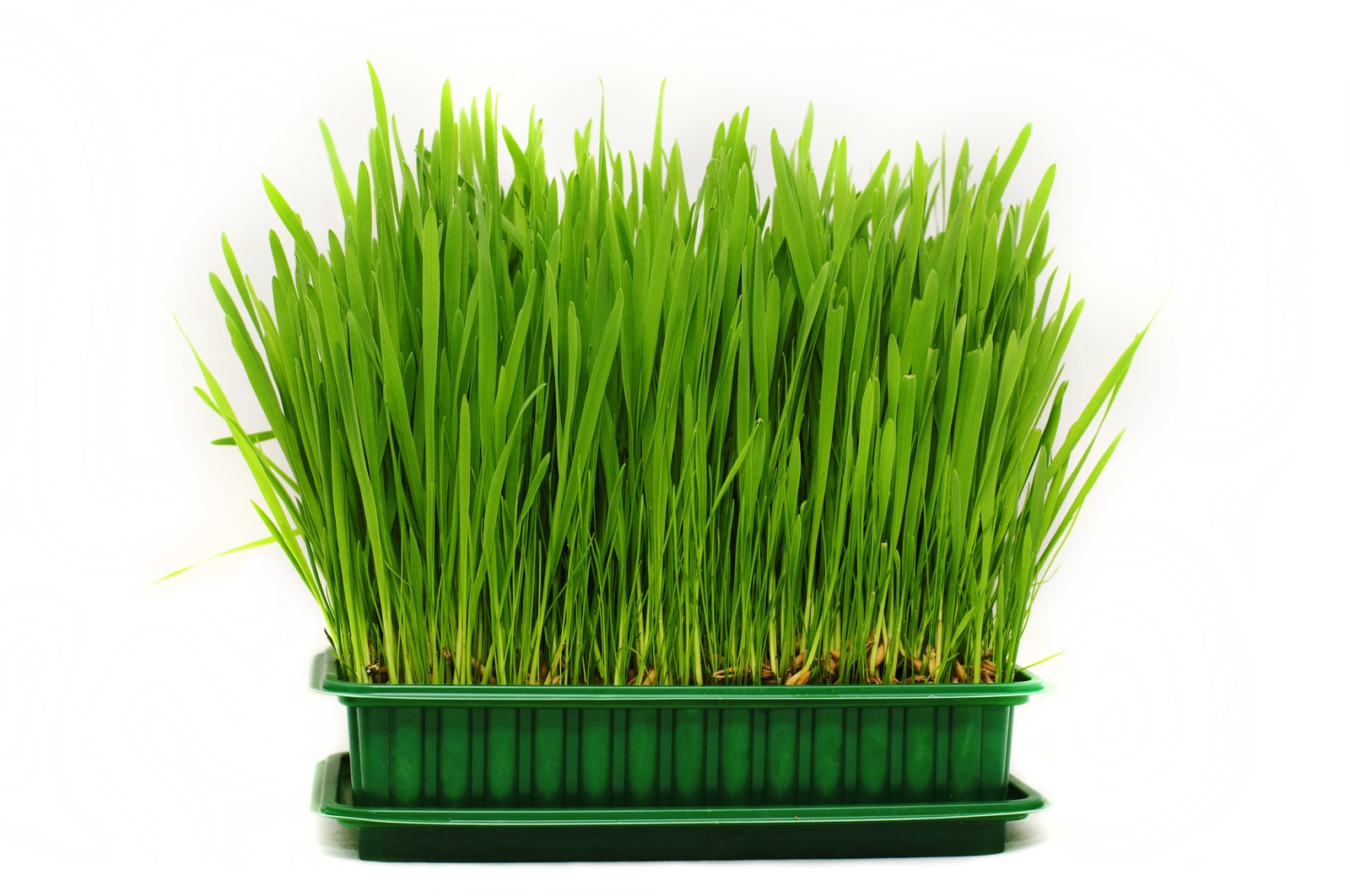 500 Organic CAT GRASS WHEAT Grass Pet Grass Wheatgrass Triticum Aestivum Seeds