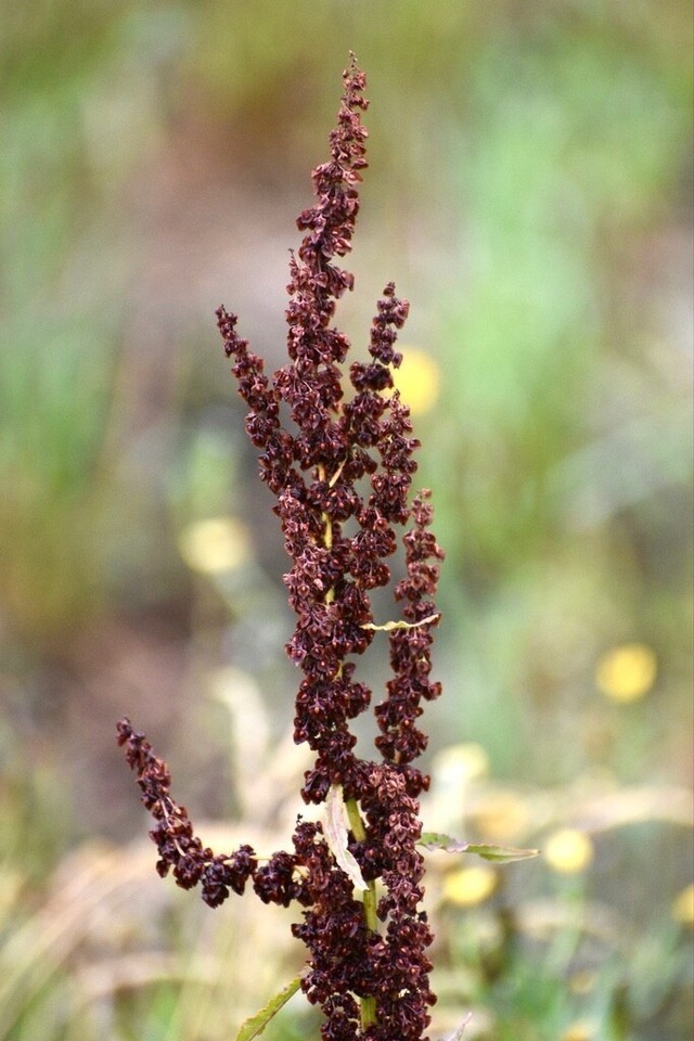 1/2 TSP Curly Dock Seeds Rumex Crispus Edible Medicinal Organic Non-GMO