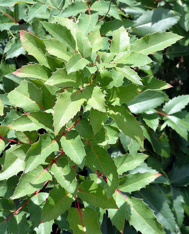 1-1000 PCS Creeping Barberry Tree Seeds Fruit Blue Mahonia Repens Berberis 0154