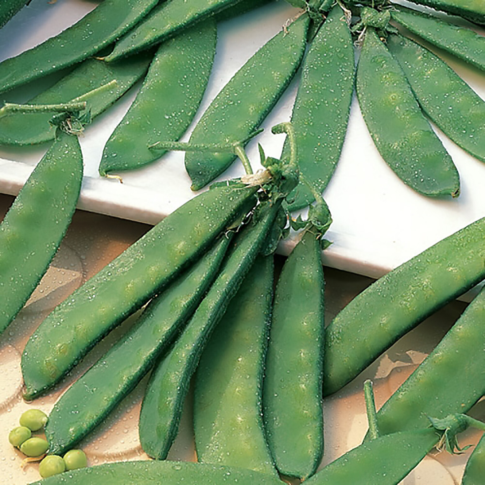 Snow Peas – Dwarf Grey Sugar (Chinese Pea Pod), Pisum sativum (65 Days)