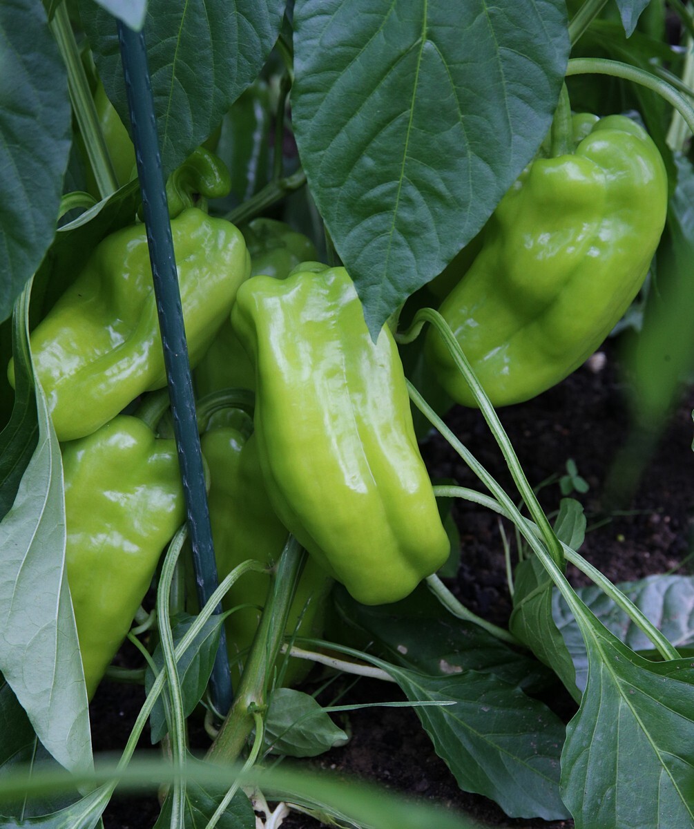 30 Giant Marconi Sweet Pepper Seeds