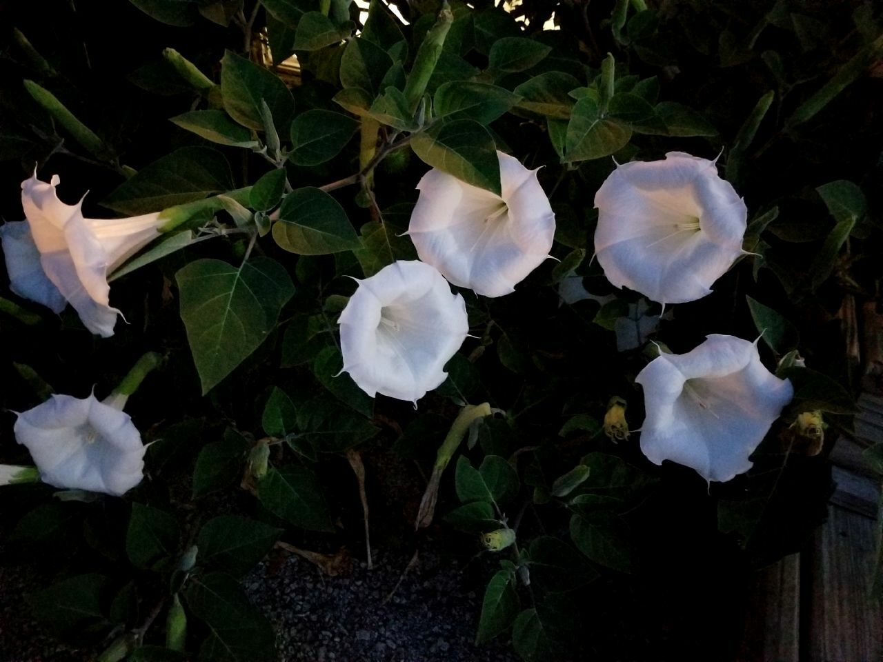 USA Datura inoxia Moon flowers Parent plant is 63 years old. 75+ fresh seeds
