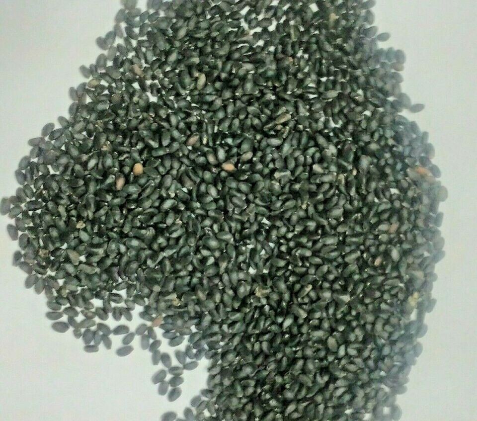 1200+ CINNAMON BASIL SEEDS – HERB ———————— PERENNIAL – HEIRLOOM