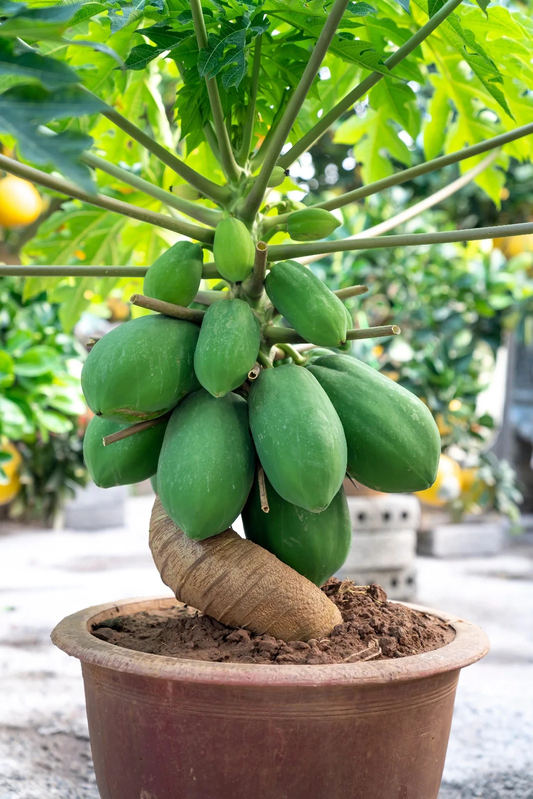 40 Dwarf Solo Waimanalo Papaya Seeds – Carica Papaya – Fast Fruiting Houseplant