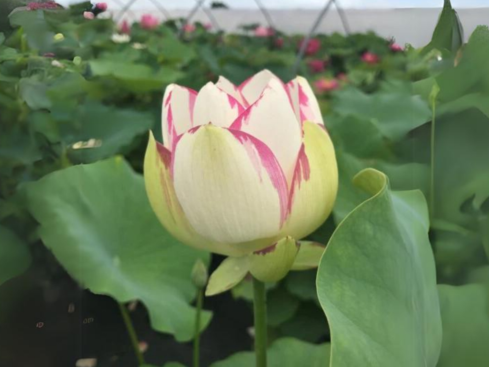 5 Rare Seeds| Empress Lotus Seeds – Indian Lotus (Nelumbo nucifera) Seeds