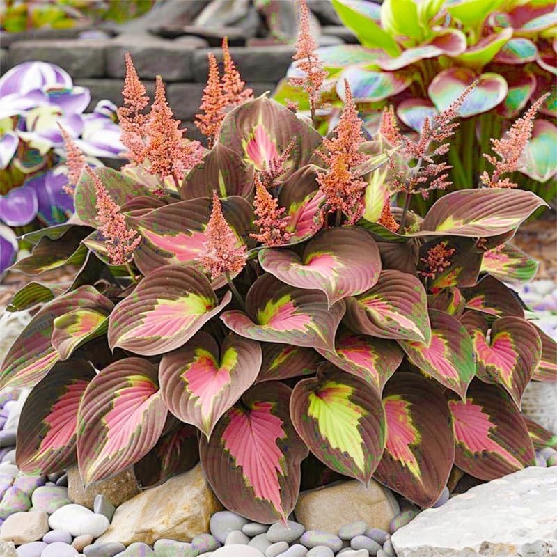 220+ Mixed Rare Hosta Seeds for Planting-Attract Pollinators Perennial Garden De