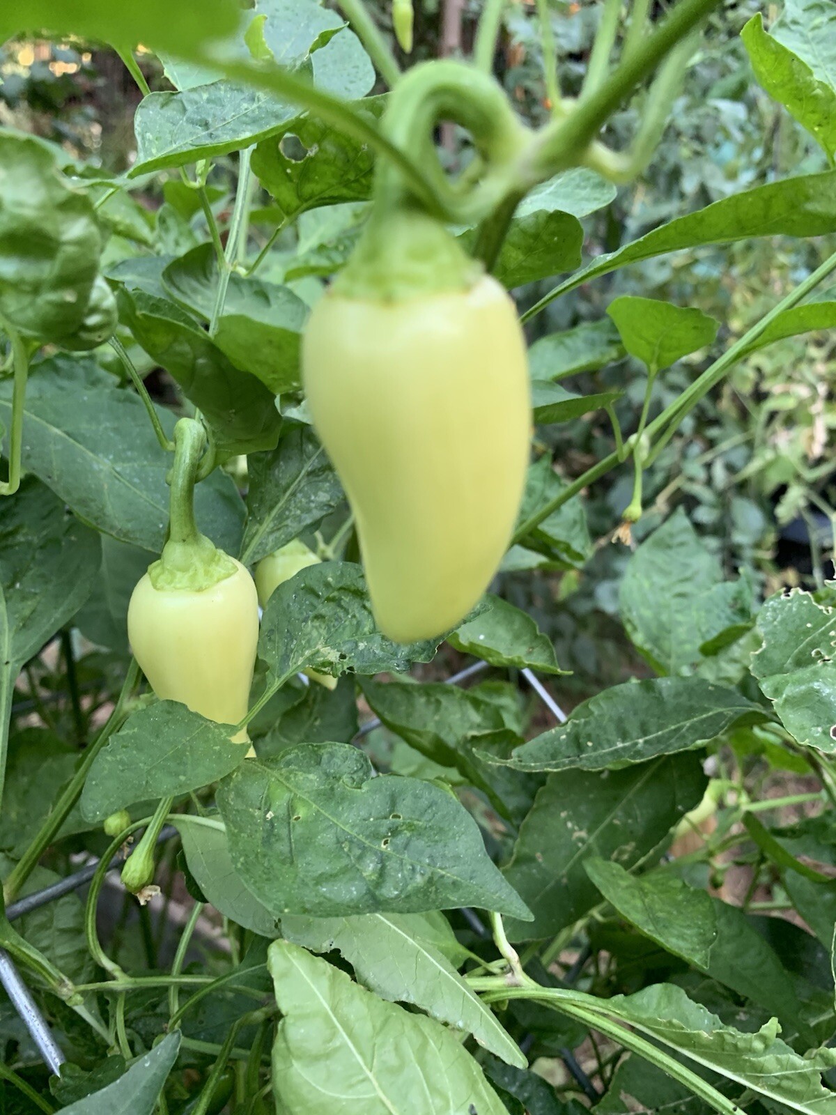 100+ JALAPEÑO PEPPER SEED COMBO PACK PURPLE/ORANGE SPICE/WHITE/TOPS 🥵🥵