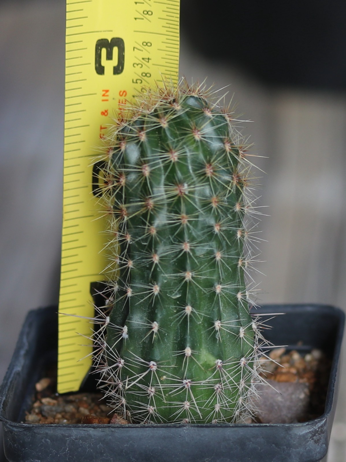 Echinopsis hybrid ‘Supernova’