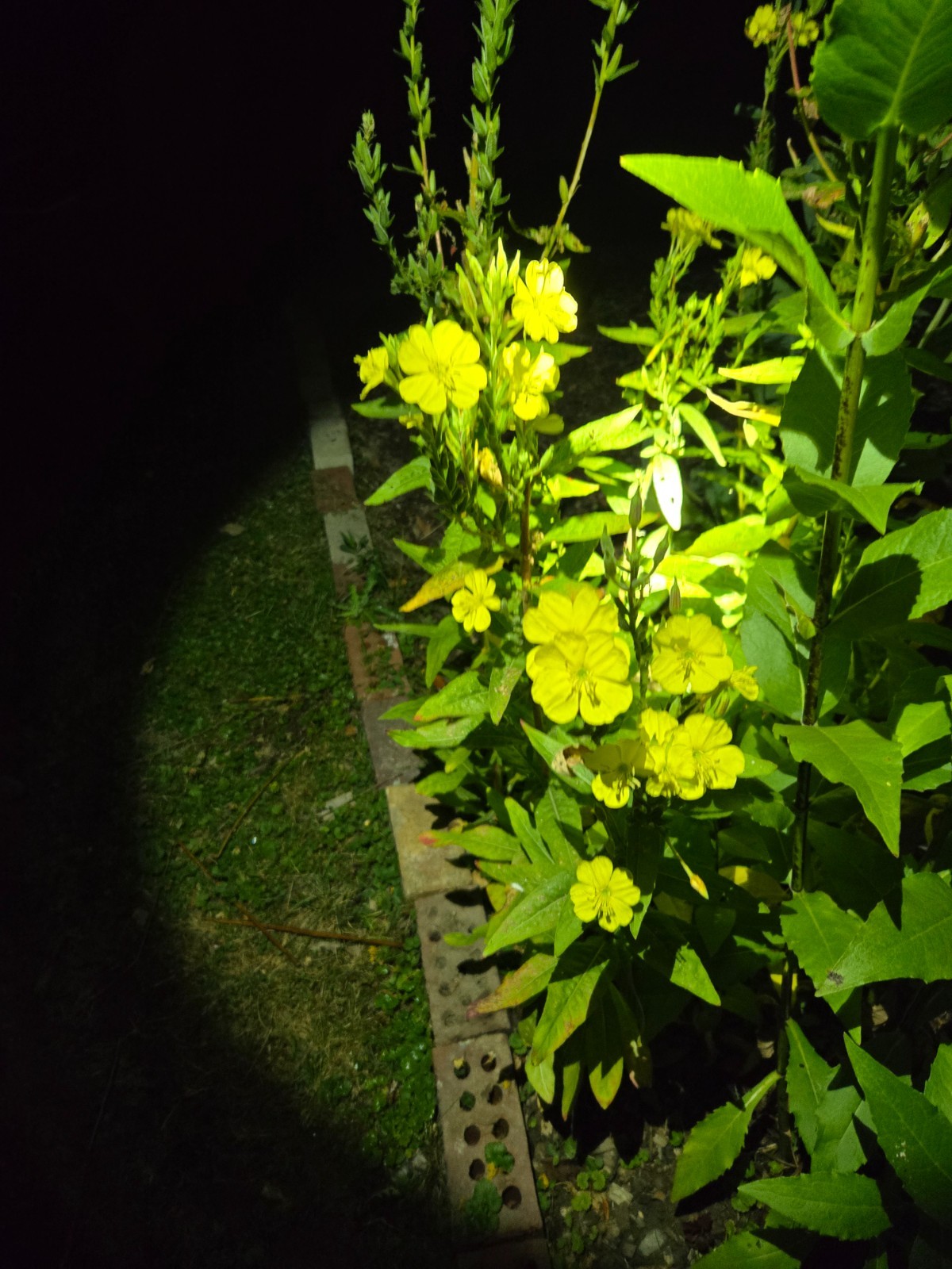 1 Gram Common Evening Primrose Seeds/NATIVE N East US/Oenothera biennis/Organic