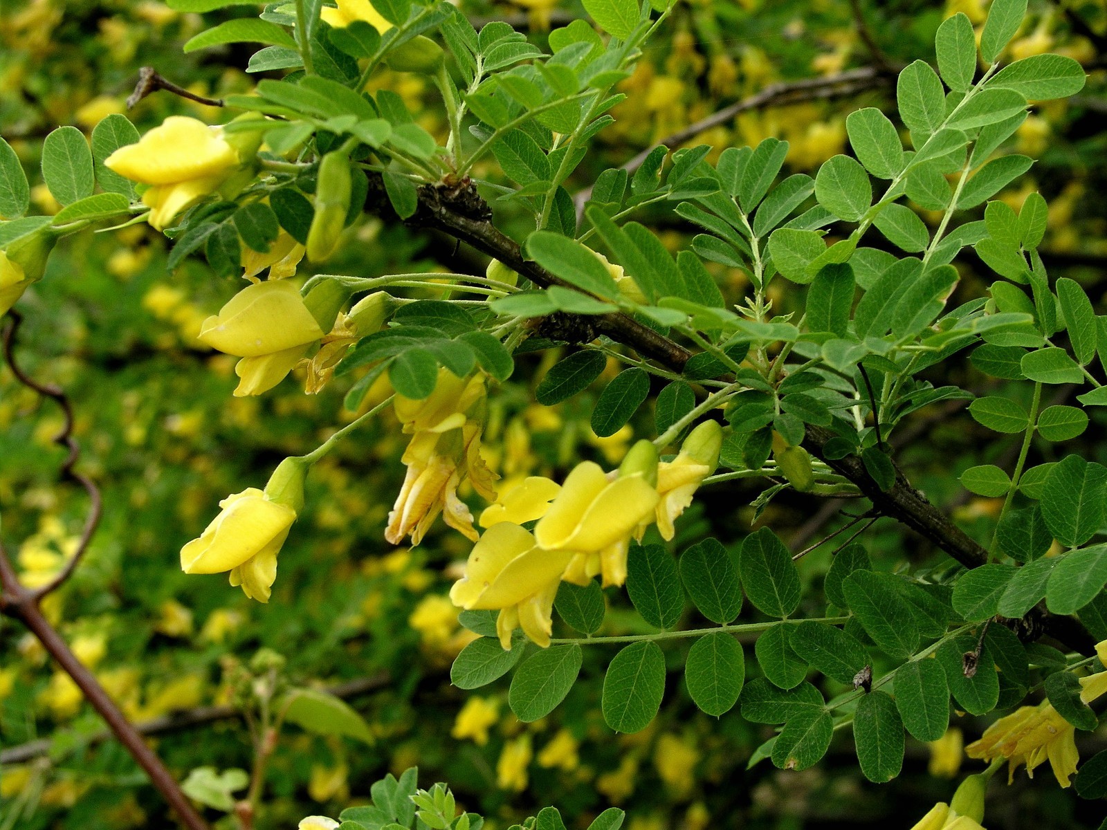 Siberian Pea Tree, Caragana arborescens, Seeds