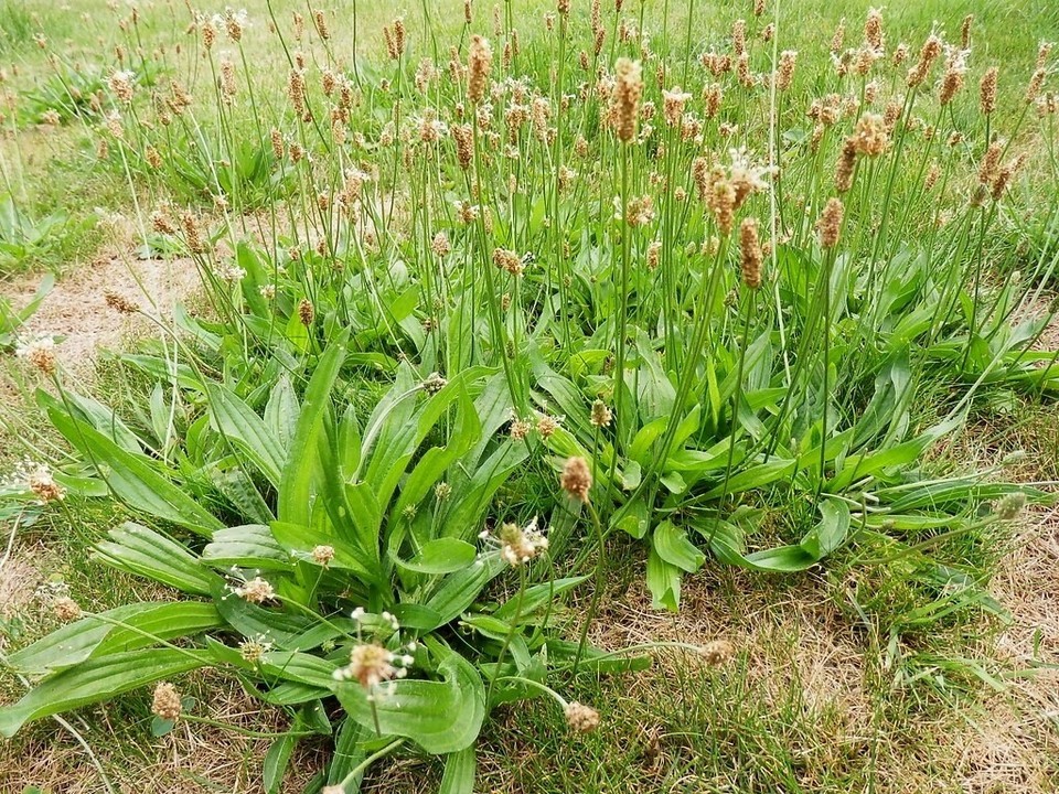 1/8 TSP 100 Seeds Ribwort Plantain Organic Non-GMO Tea Medicinal Herbal