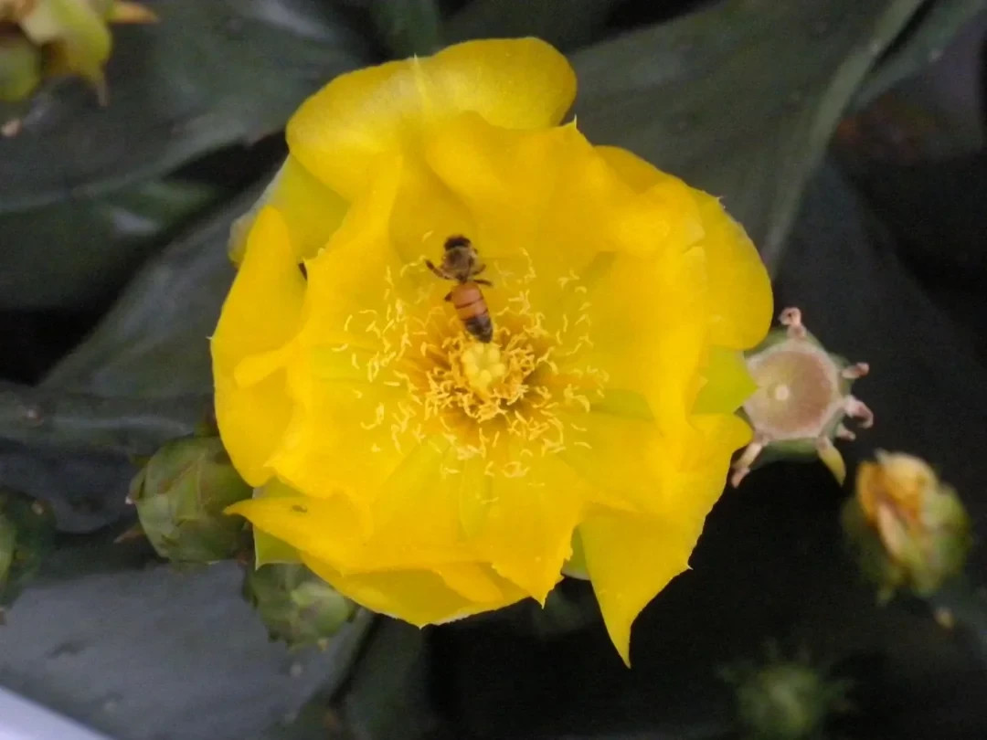 20 EASTERN PRICKLY PEAR CACTUS SEEDS – spineless, large pads -NJ cold hardy