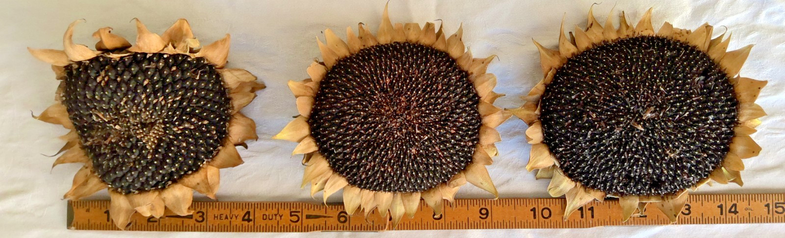Lot of 3 Dried Sunflower Heads 4″ to 5″ for Pets Birds Crafts Etc Pesticide Free