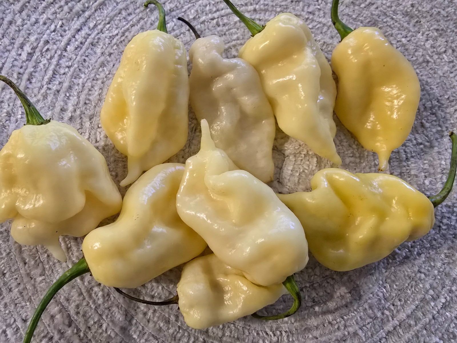 Ghost peper seed mix packet, White ghost, Carolina Reaper, Scotch bonnet scorpio