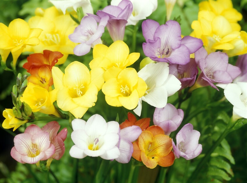 5 Freesia Bulbs Single Mix Mixed BRIGHT color Collection Bulbs VERY FRGRANT