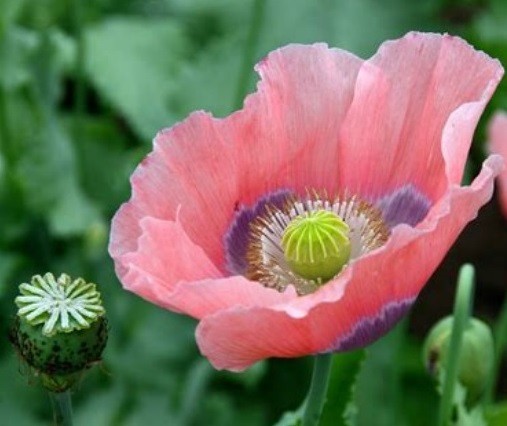 2,500+ Heirloom Giganteum Poppy seeds The Giant Rattle Worlds Largest Poppy USA