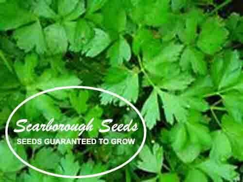 SCARBOROUGH SEEDS Italian Parsley 500 Seeds Non-GMO Fresh Garden Seeds