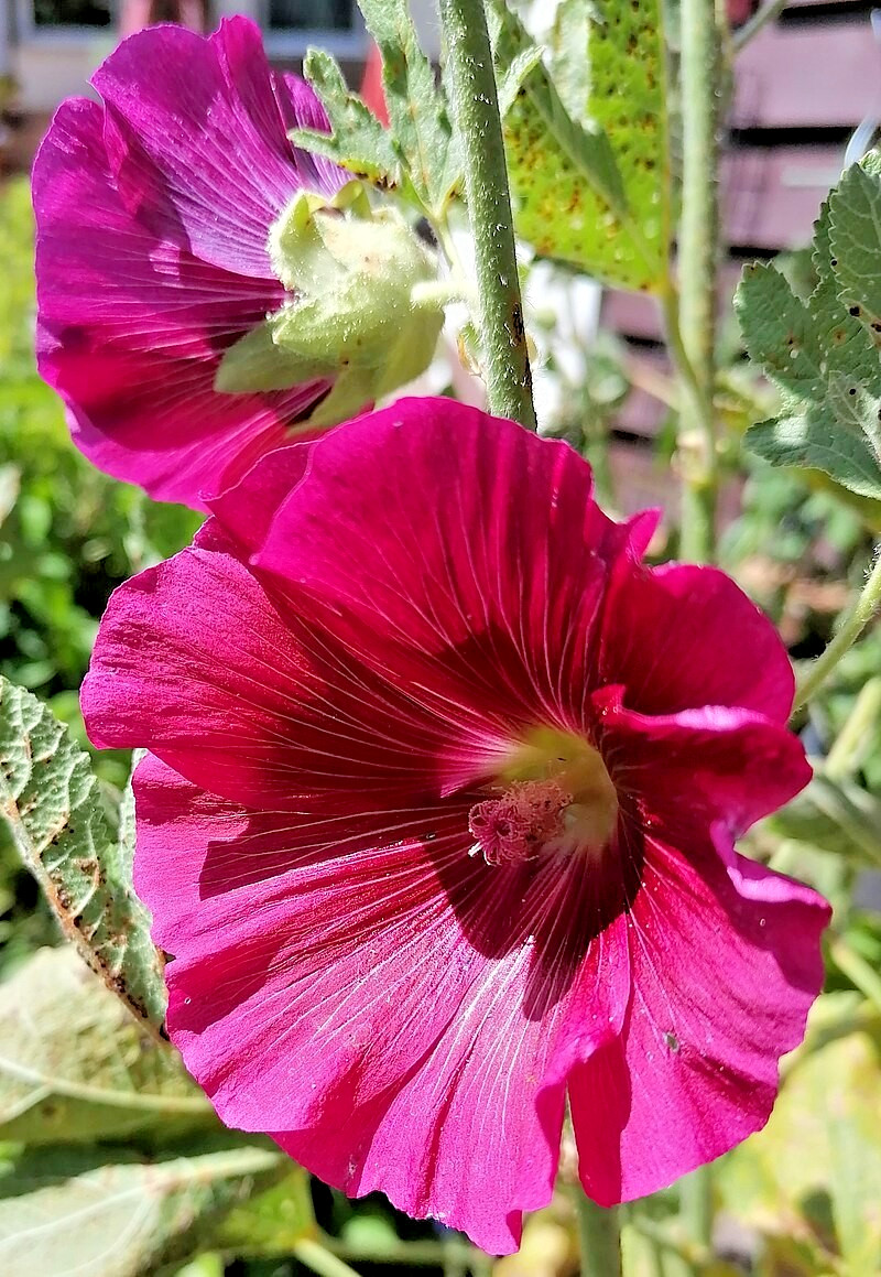 GIANT RED HOLLYHOCK 50 SEEDS, HARDY PERENNIAL, EZ TO GROW, USA SELLER