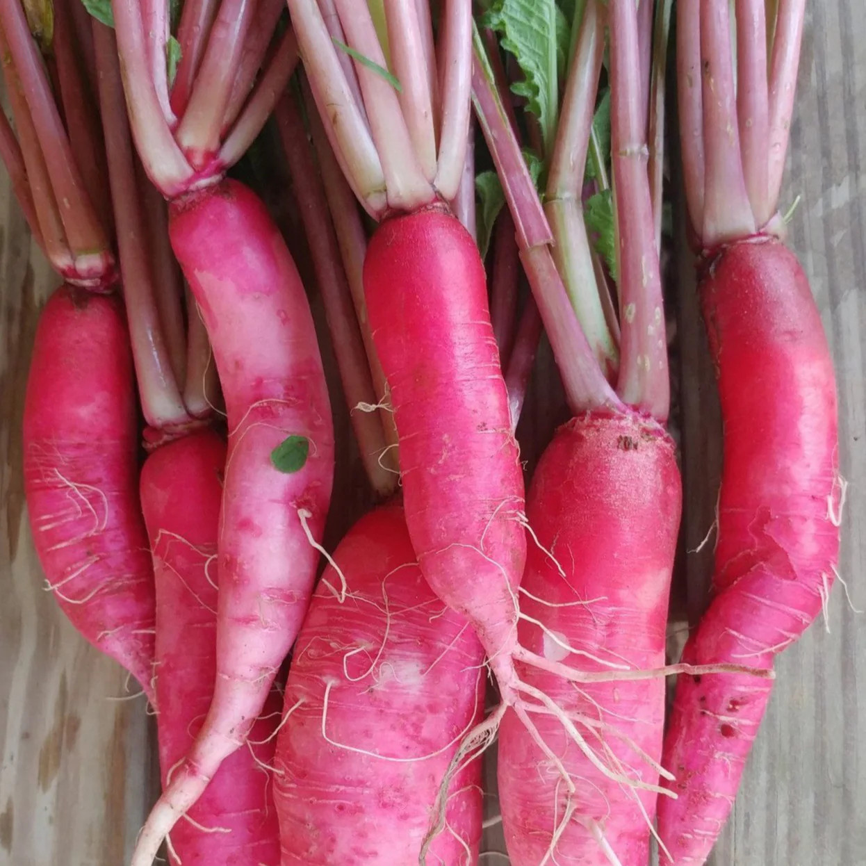 China Rose Radish Seeds | Pink Red White Radishes Garden Vegetable Seed 2024