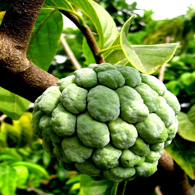 ORGANIC “Sugar Apple” Fruit Tree Seeds (Annona squamosa) Tropical Sweetsop Plant