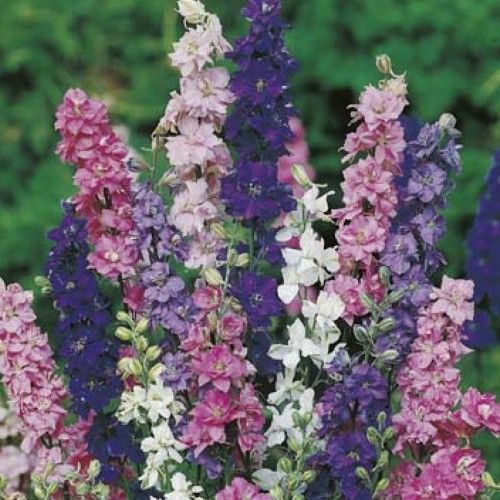 Verbascum Mix – Purple Mullein – 100 Seeds – Medicinal Herb Seeds – Non-GMO