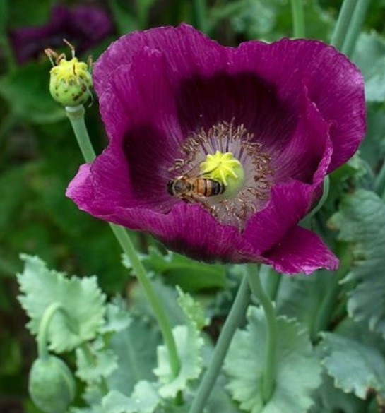 Heirloom Hungarian Blue Breadseed Poppy Seeds | Stratified Papavaer somniferum