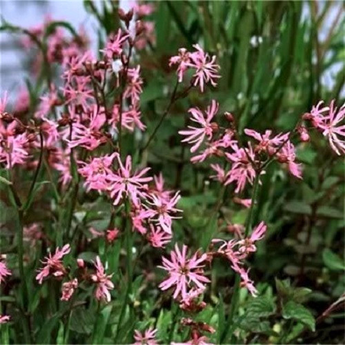 100 RAGGED ROBIN Pink Purplish Lychnis Flos Cuculi Pink Flower Seeds *Flat S/H