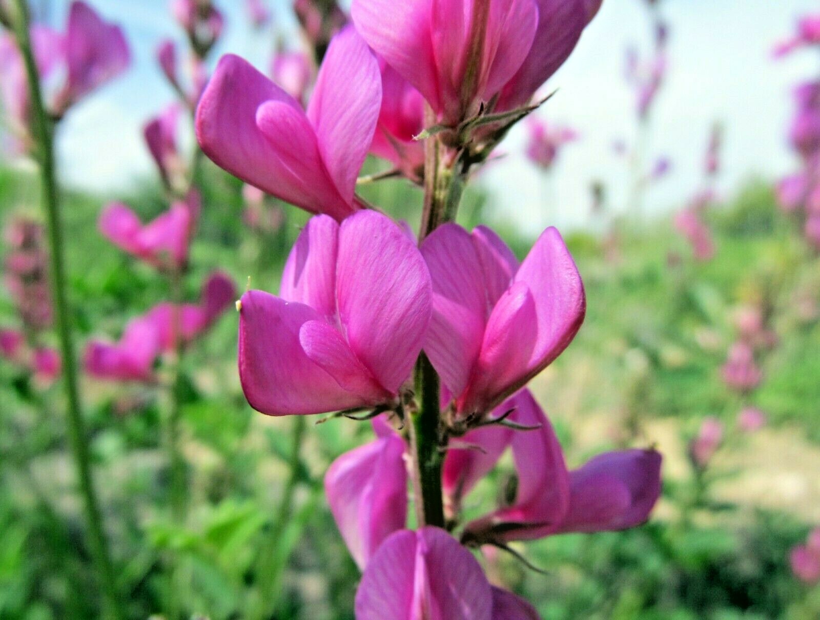 51+UTAH Northern SWEETVETCH Seeds Native Wildflower Drought Heat Cold Poor Soils