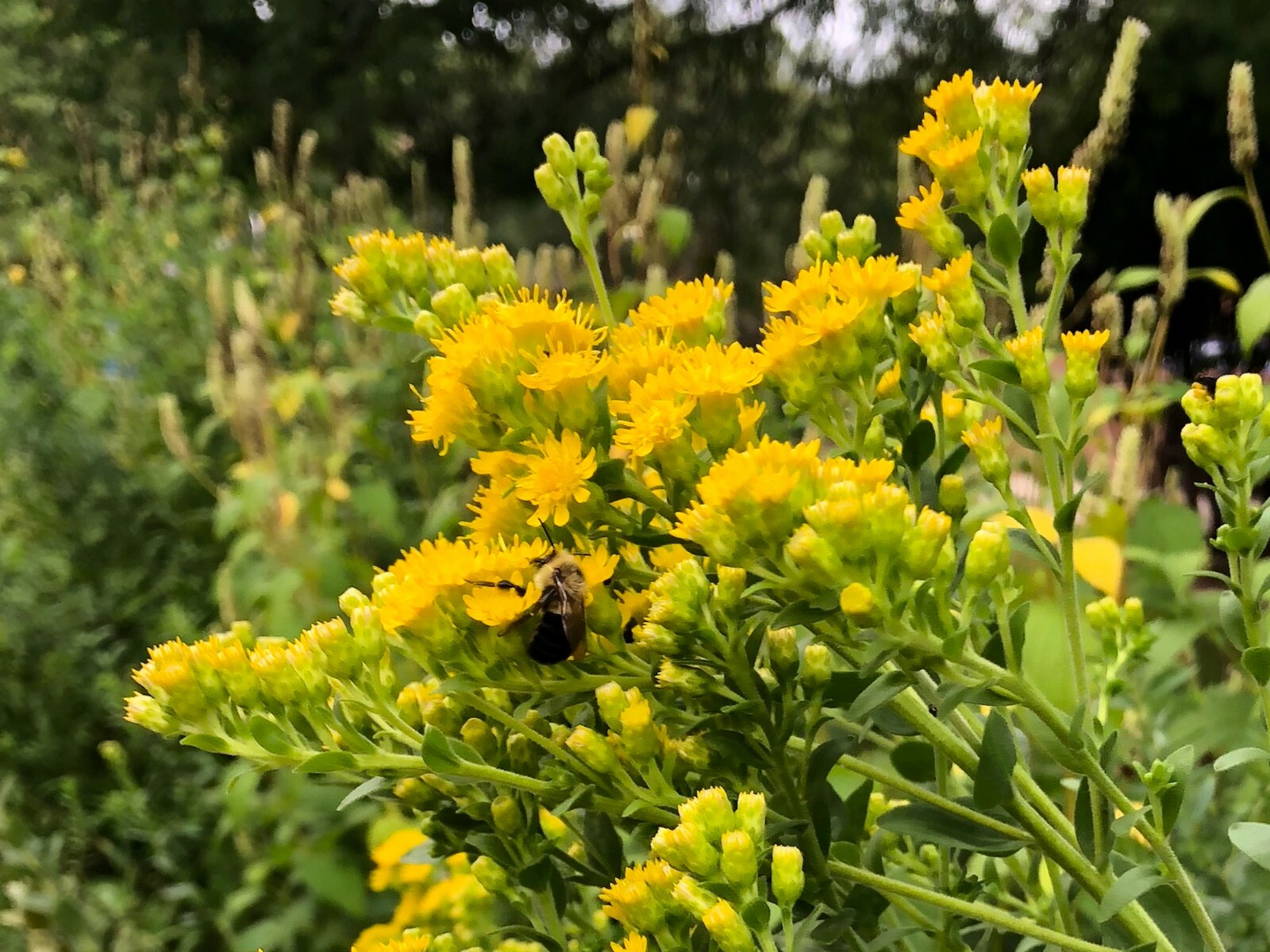 101+STIFF GOLDENROD Seeds Native Wildflower Drought Heat Cold Autumn Flowers