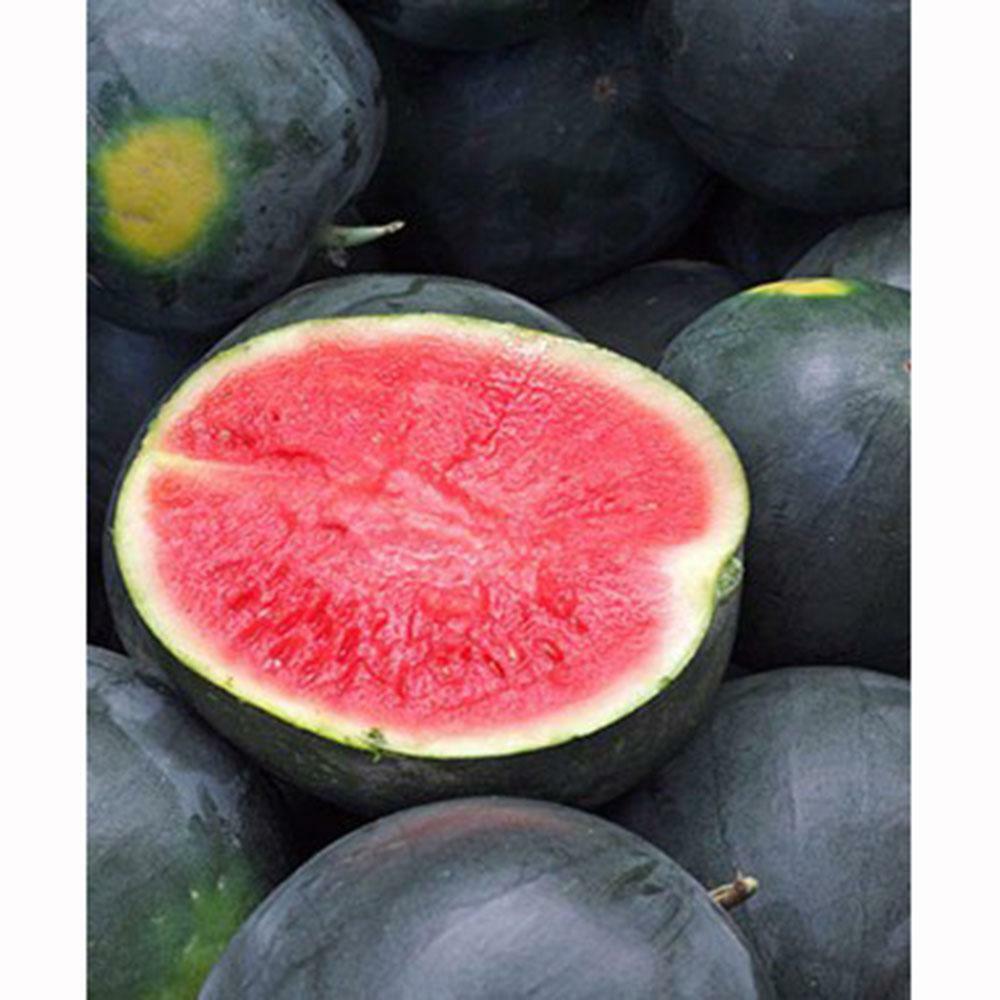 Black Diamond Watermelon Seeds 20 Ct Fruit Melon 30-50 lbs NON-GMO FREE SHIPPING