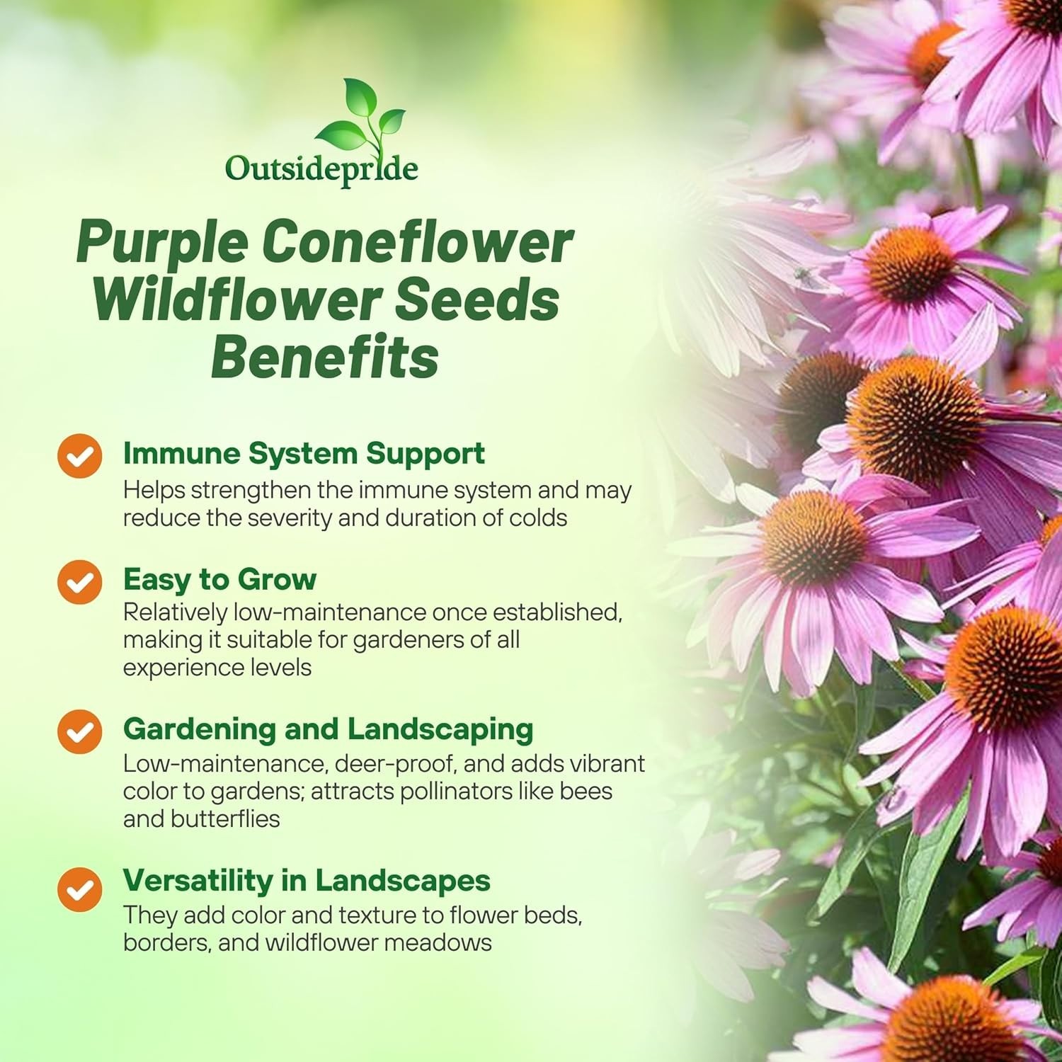 Heirloom Purple Echinacea Seeds – Pollinator-Friendly